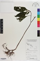 登錄號:S201410藏品圖，第1張