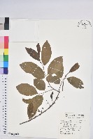 紫黃藏品圖，第1張