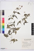 串鼻龍藏品圖，第1張