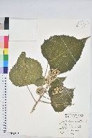 蟲屎藏品圖，第1張