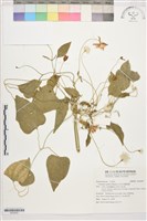 田代氏鐵線蓮藏品圖，第1張