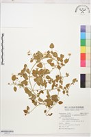 鵝鑾鼻鐵線蓮藏品圖，第1張