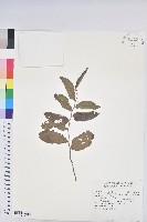 菲律賓饅頭果藏品圖，第1張