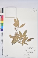 灰背櫟藏品圖，第1張