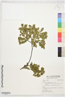 登錄號:S202724藏品圖，第1張