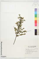 塔塔加繡線菊藏品圖，第1張