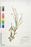島田氏雞兒腸藏品圖，第1張