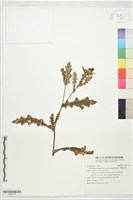 南國小薊藏品圖，第1張