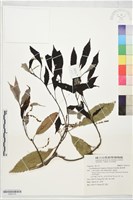 錐果櫟藏品圖，第1張