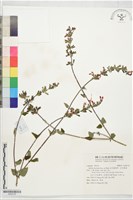 紅花鼠尾草、紅花紫參藏品圖，第1張