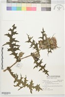 南國小薊藏品圖，第1張