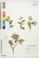 山芝麻藏品圖，第1張