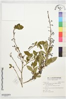 白葉釣樟藏品圖，第1張