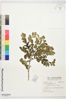 紅仔珠藏品圖，第1張