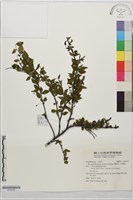 燈稱花、烏雞骨藏品圖，第1張