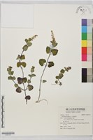 印度黃芩藏品圖，第1張