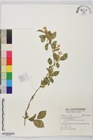 灰木藏品圖，第1張