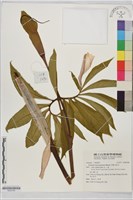 羽葉天南星藏品圖，第1張