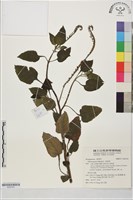 狗尾草藏品圖，第1張