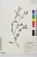 伏毛天芹菜藏品圖，第1張