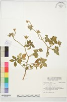 九爪藤藏品圖，第1張