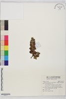 香苦草、狗母蘇、假走馬風藏品圖，第1張