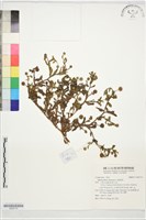 戴星草藏品圖，第1張