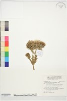 雞鵤刺、鵝鑾鼻小薊藏品圖，第1張