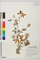 屏東鐵線蓮藏品圖，第1張