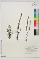 毛蟲婆婆納藏品圖，第1張