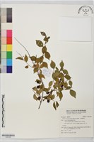 庭梅、高嶺梅花藏品圖，第1張