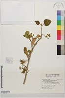華他卡藤藏品圖，第1張