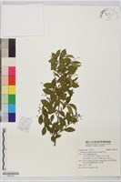 灰木藏品圖，第1張