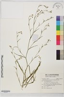 高氏柴胡藏品圖，第1張