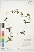 茅瓜藏品圖，第1張