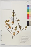 菱葉捕魚木藏品圖，第1張