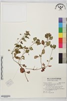 黑點珍珠菜藏品圖，第1張