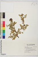 琉球野薔薇藏品圖，第1張