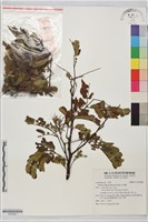 山合歡藏品圖，第1張