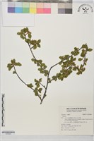 登錄號:S202808藏品圖，第1張