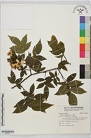 山薔薇藏品圖，第1張