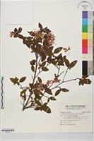 埔里杜鵑藏品圖，第1張