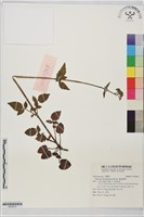 嫩莖纈草藏品圖，第1張