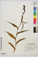 高山頭蕊蘭、高山金蘭藏品圖，第1張
