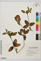 紅菽草藏品圖，第1張