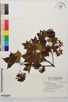 青楓藏品圖，第1張