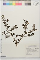 川上氏忍冬藏品圖，第1張