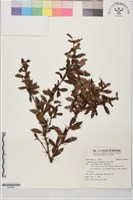 高山小蘗藏品圖，第1張