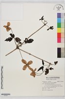 高山藤繡球藏品圖，第1張