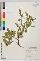 玉山灰木藏品圖，第1張
